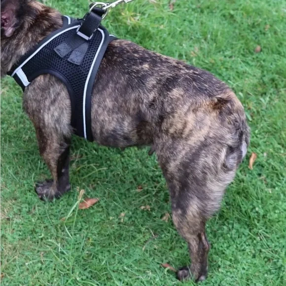 Balabuki Black Dog Harness, No Pull, Reflective, Escape Proof Vest, Size Small - Picture 13 of 13